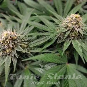 Gorilla Glue #4 Auto - 1