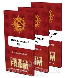 Gorilla Glue Auto - BARNEY'S FARM - 5