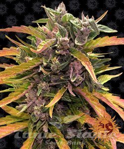 Gorilla Glue Auto - BARNEY'S FARM - 1