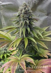 Gorilla Melon - FASTBUDS - 3
