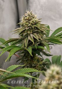 Gorilla Melon - FASTBUDS - 4