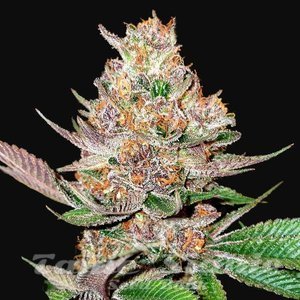 Gorilla Punch Auto - 1