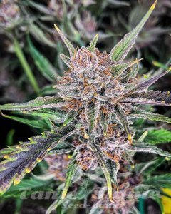 Gorilla Punch Auto - FASTBUDS - 2