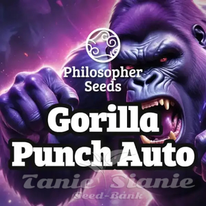 Gorilla Punch Auto - PHILOSOPHER SEEDS - 1