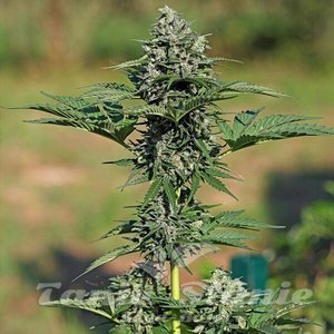 Gorilla XL Auto - 1