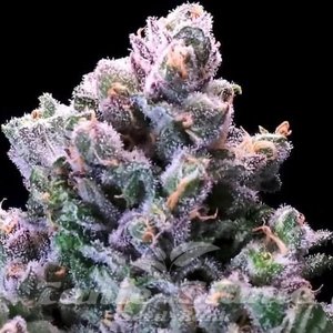 Atlas Seeds