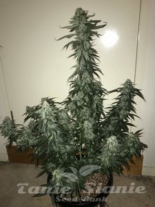 Green Crack Auto - 1