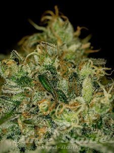 Green Crack - THE CALI CONNECTION - 1