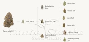 Guava Auto RF3 - FASTBUDS - 2