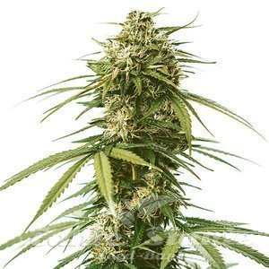 Gushers - ROYAL QUEEN SEEDS - 2