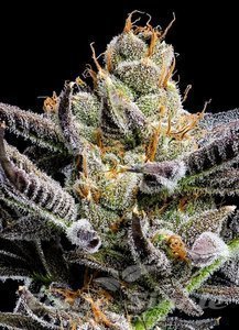 Jelly Donutz Auto - HUMBOLDT SEEDS COMPANY - 2