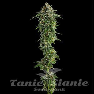 Jet Puft - COMPOUND GENETICS - 3