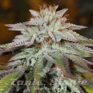 L.A. Vanilla Cake Auto - SILENT SEEDS - 1