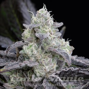 L.A Vanilla Cake - SILENT SEEDS - 1