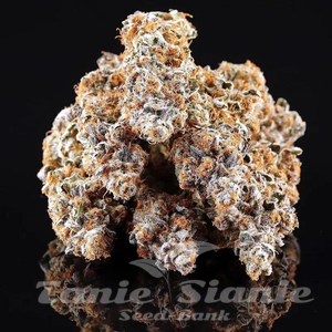 La Bomba - COMPOUND GENETICS - 2