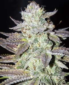 LA Cookies - THE CALI CONNECTION - 1