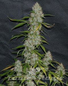 Larry OG Kush - THE CALI CONNECTION - 4