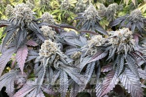 Larry OG Kush - THE CALI CONNECTION - 2