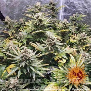 Laughing Buddha - BARNEY’S FARM - 3