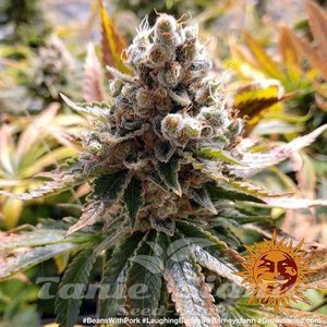 Laughing Buddha - BARNEY’S FARM - 4