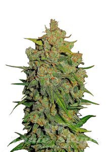 Lemon AK Auto - FASTBUDS - 1
