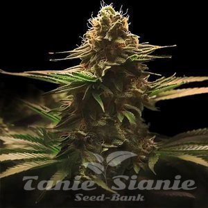 Lemon Haze F1 Auto - 1