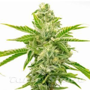 Lemon Tree x Channel Kush - 1