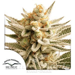 Lemon Z - DUTCH PASSION - 1
