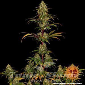 Liberty Haze - BARNEY’S FARM - 2