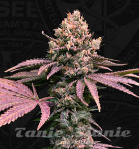 London Mint Cake - T.H. SEEDS - 2