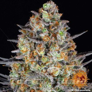 LSD - BARNEY’S FARM - 4