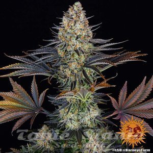 LSD - BARNEY’S FARM - 5