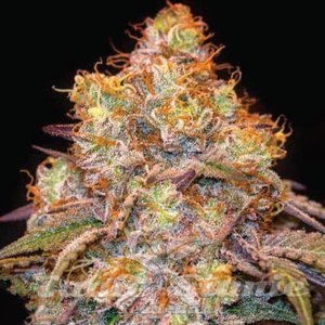Mandarin Cookies - 1