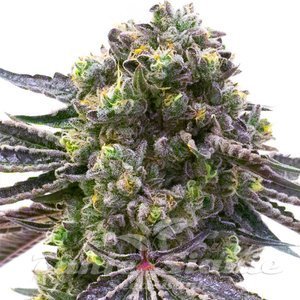 Mazar x Blueberry - 1