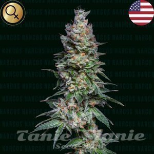 Medellin Mints - NARCOS SEEDS - 1