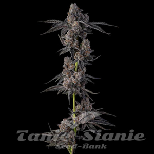 Mellowz - COMPOUND GENETICS - 1