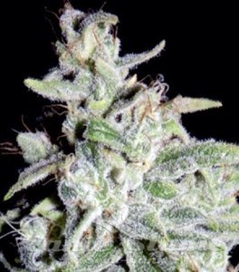Walter White Auto - MEPHISTO GENETICS - 2