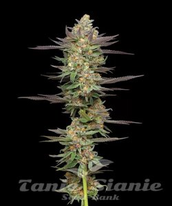 Mint Jelly Auto - HUMBOLDT SEED COMPANY - 1
