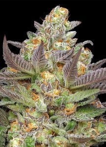 Mint Jelly Auto - HUMBOLDT SEED COMPANY - 2