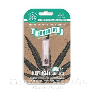 Mint Jelly Auto - HUMBOLDT SEED COMPANY - 3