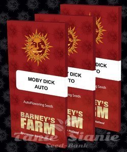 Moby Dick Auto - BARNEY'S FARM - 2