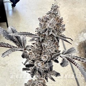 Money Ball - EXOTIC GENETIX - 1