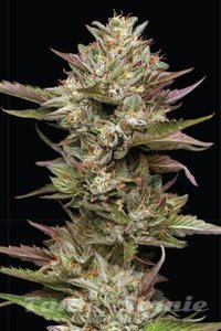 Moon Fog - HUMBOLDT SEED COMPANY - 1