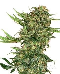 N13 Kush - SENSI SEEDS - 1