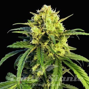 Northern Lights x Mazar Auto - 1