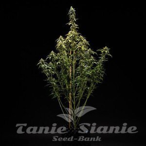 NYC Sour D Auto - ROYAL QUEEN SEEDS X TYSON 2.0 - 3