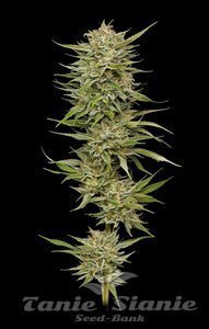 OG Kush Auto - HUMBOLDT SEED COMPANY - 1