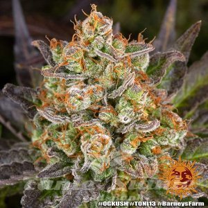 OG Kush - BARNEY'S FARM - 4