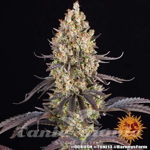 OG Kush - BARNEY'S FARM - 5