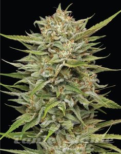 OG Kush - HUMBOLDT SEED COMPANY - 2
